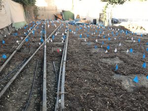 Exposed streetcar tracks