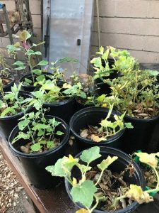 James' seedlings outgrowing their pots